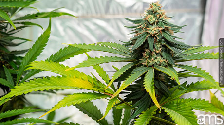 hybridization cannabis hybridization