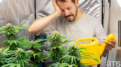 implement a watering schedule grower overwatering plants