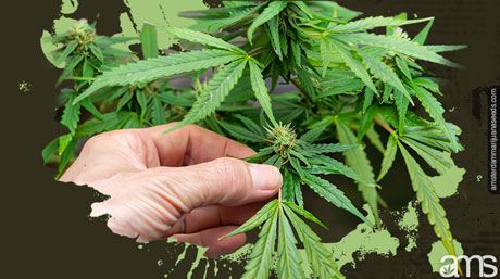 hand checking the branch development