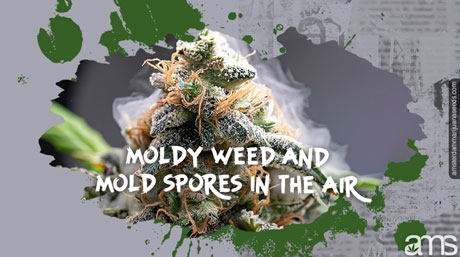 mold powdery mildew Early-stage marijuana mold (left) vs advanced botrytis (right). Learn to spot the difference!