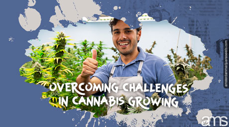 challenges cannabis growing