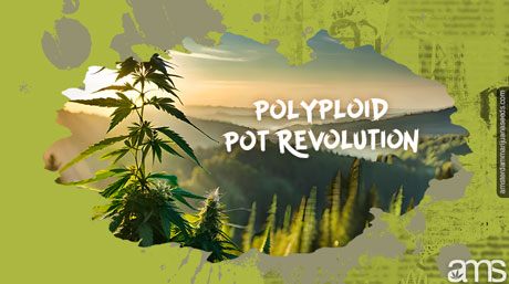 marijuana polyploid pot plants