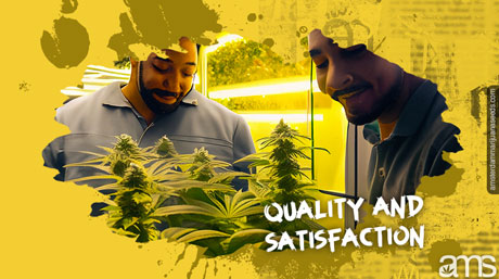 quality and satisfaction amsterdam seed bank quality