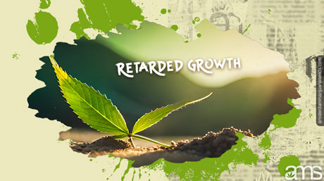 retarded growth cannabis plant Cannabis plant retarded growth