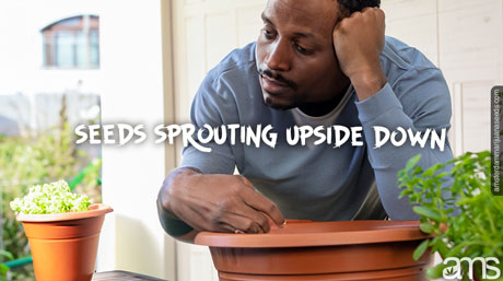seeds sprouting upside down bored man looks at the plant that does not germinate