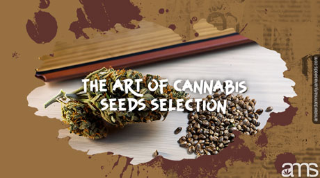 the art of cannabis seeds selection cannabis seeds selection