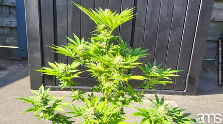 marijuana and the heavens within our body