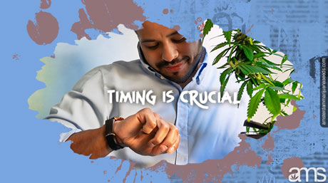 timing is crucial timimg cannabis growing