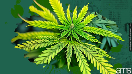 weed plant showing symptoms of high temperature