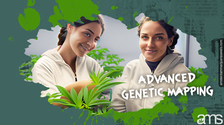 cannabis genetic mapping