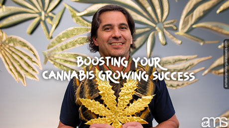 boosting your cannabis growing success man awarded with a golden cannabis leaf