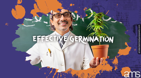 effective germination of cannabis seeds germination seeds marijuana plant