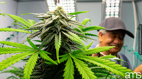 embracing the challenges grower in his growroom with a cannabis plant