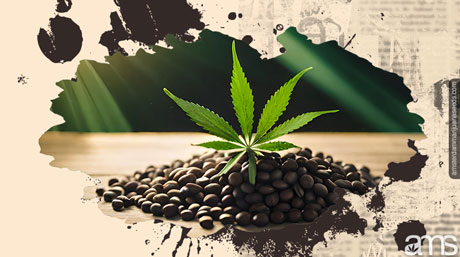 budget-friendly cannabis seeds