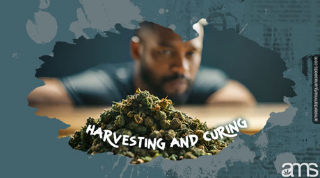 Harvesting and Curing Weed