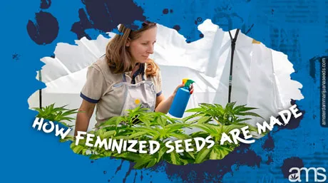 Feminized Seeds: Ethics in Cannabis Farming 04 how feminized seeds are made post img 1