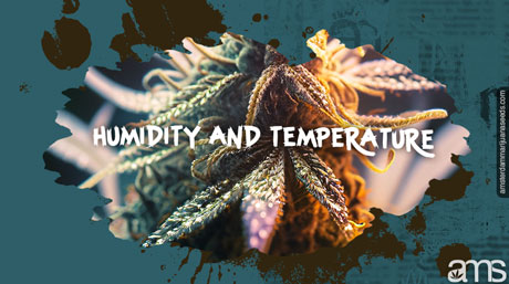 humidity temperature weed