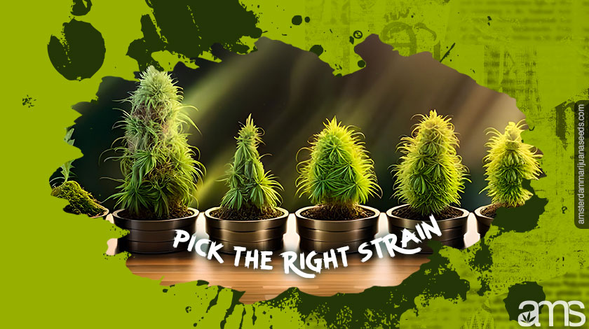 pick the right cannabis strain cannabis plants