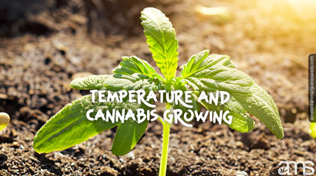 marijuana seedling warm temperature sun rays