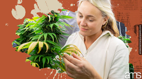 grower monitoring plants