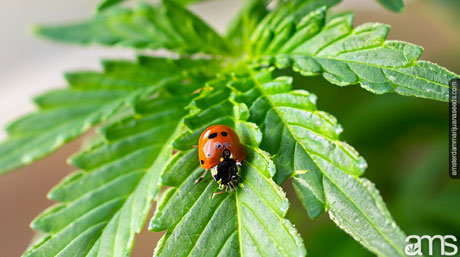 manage pest ladybugs greenhouse