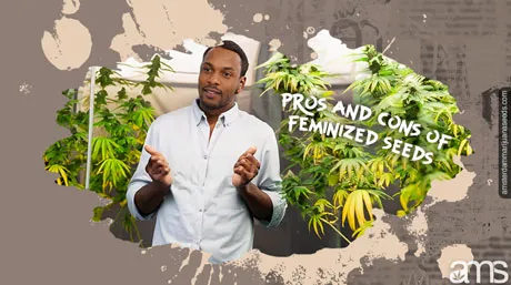 Feminized Seeds: Ethics in Cannabis Farming 05 pros and cons of feminized seeds post img 1