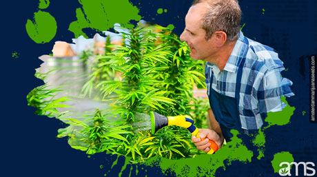 grower watering slowly his weed plants