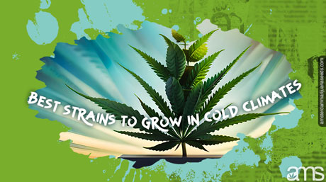 best strains to grow in cold climates strains to grow in cold climate