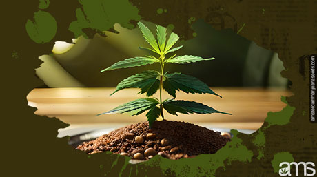 budget-friendly cannabis cultivation