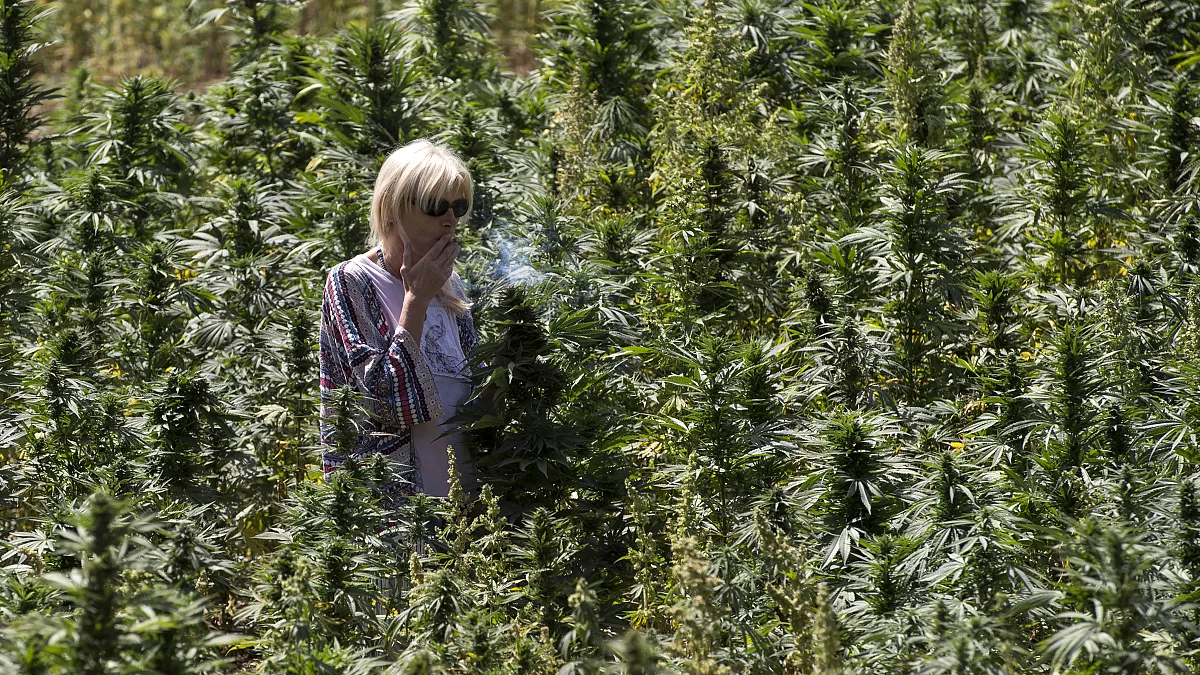 Maroccan Marijuana Beldia