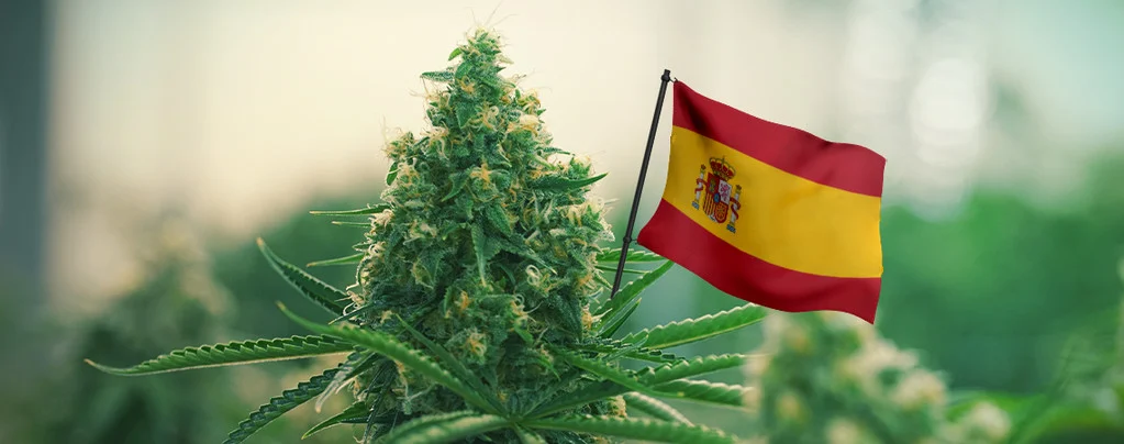 medicinal marijuana spain Medicinal Cannabis in Spanish Pharmacies