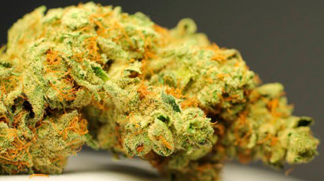 Germany Cannabis Germany Cannabis