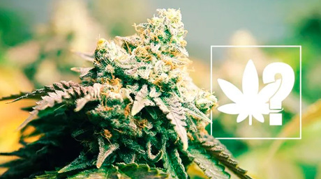 Famous Marijuana Pioneers - Green Revolution sinsemilla