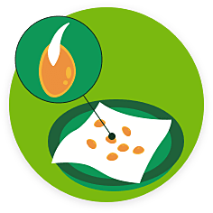 how to germinate seeds