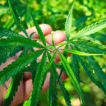 An introduction to cannabis