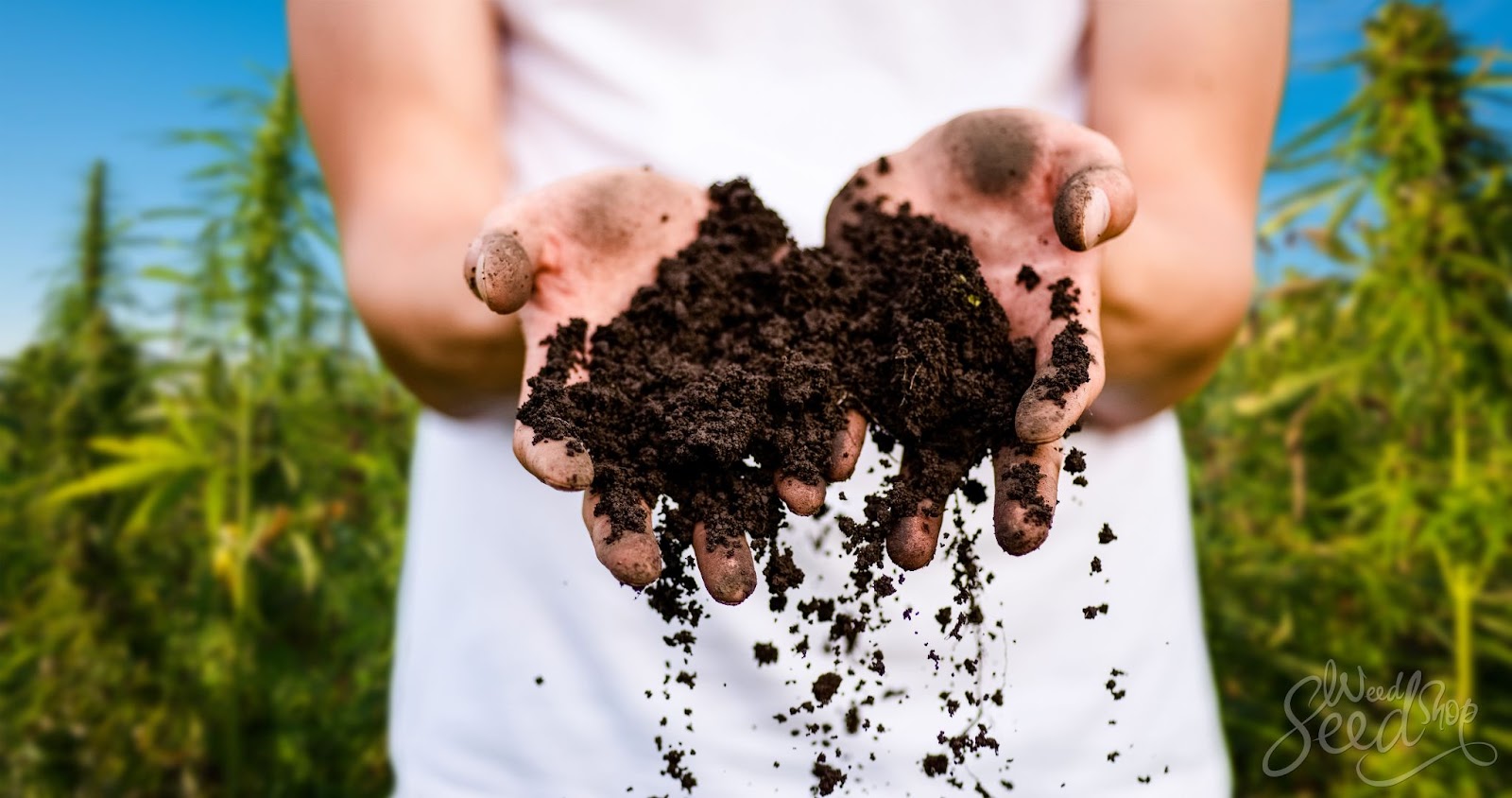 compost tea cannabis