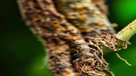 How to grow Marijuana plants in a temperate and wet climate? Root rot on cannabis plants 2