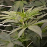 SCROG Screen of Green