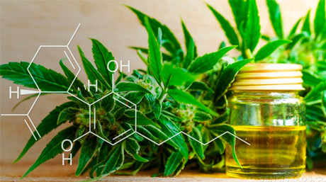 cannabidiol CBD CBD cannabidiol