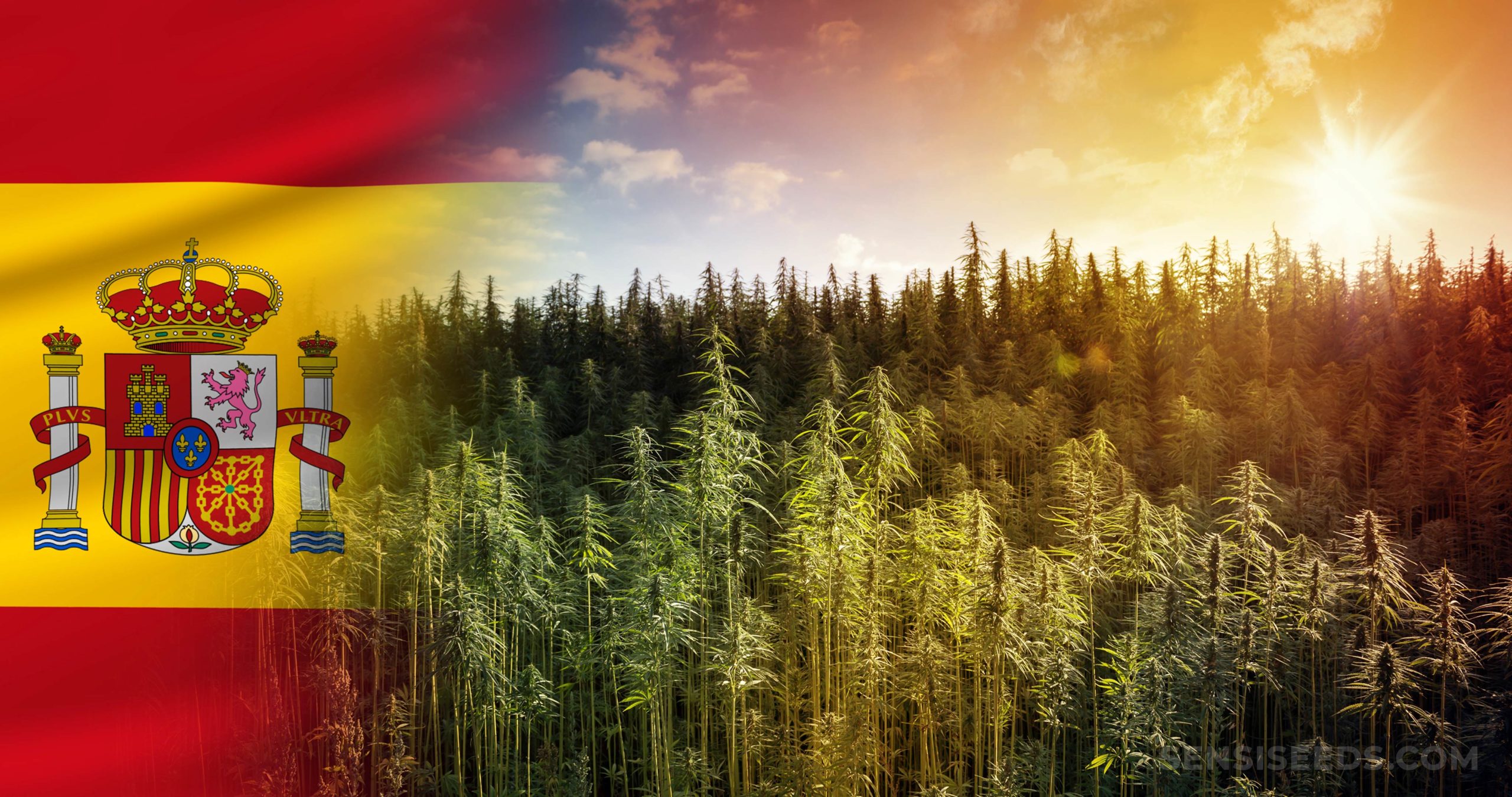 spain medicinal hemp medicinal hemp spain