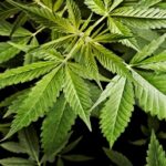 Protect your weed plants from animals