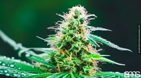 Cannabis plant in wet temperate climate Growing Cannabis in a Wet and Temperate Climate