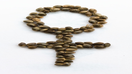 Feminized Marijuana Seeds