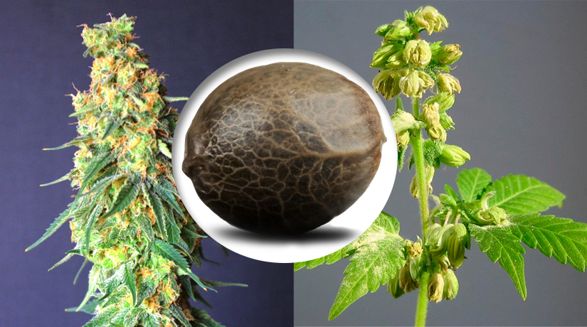 Indica Cannabis Sativa Seeds Indica Marijuana Sativa Seeds