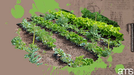 a garden planted with various plants
