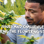 man sadly looks at his flowering cannabis plant