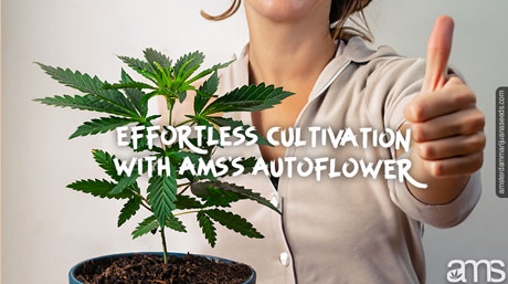 effortless cultivation autoflower weed seeds