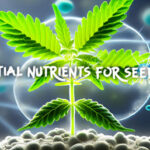 Cannabis seedling with nutrients floating around