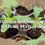 cannabis seedlings germinating