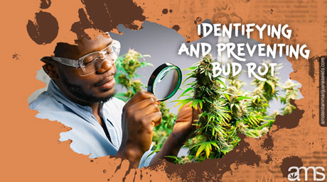 identifying preventing bud rot